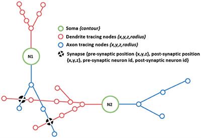 SynCoPa: Visualizing Connectivity Paths and Synapses Over Detailed Morphologies